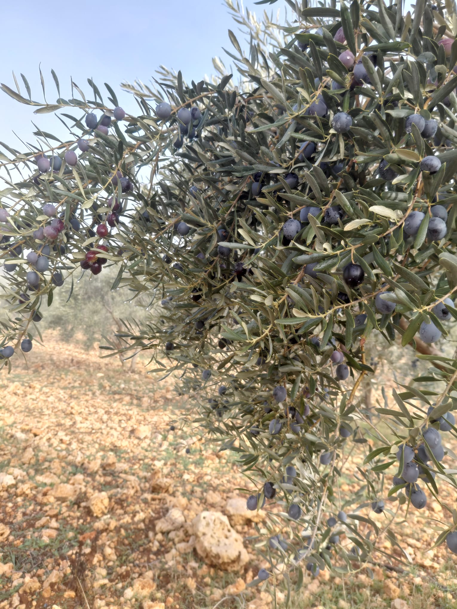 Sar'oliv albüm fotoğrafı 10
