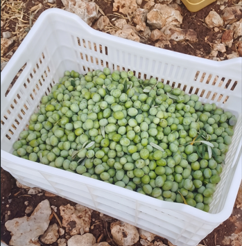 Sar'oliv albüm fotoğrafı 11