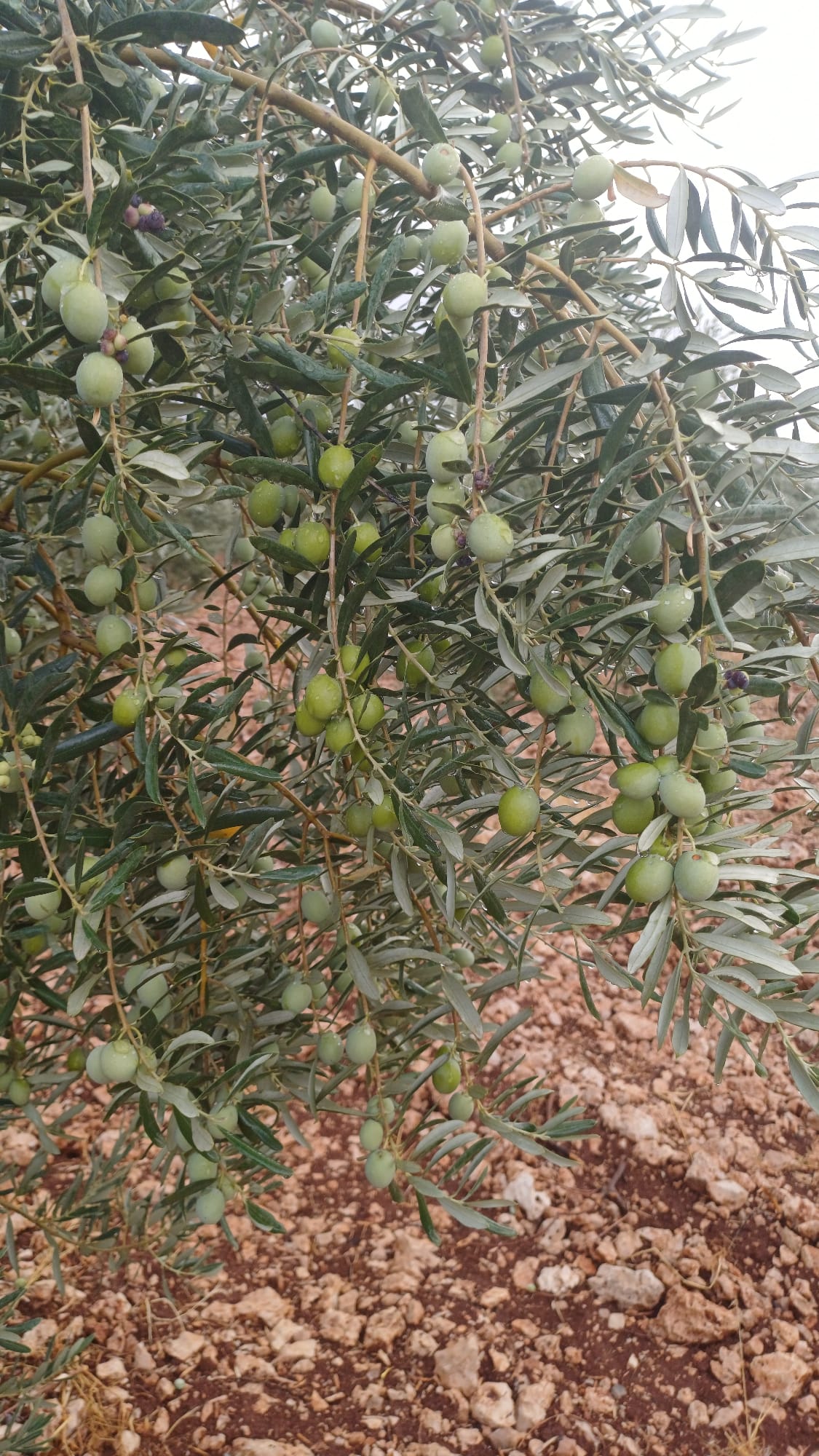 Sar'oliv albüm fotoğrafı 12