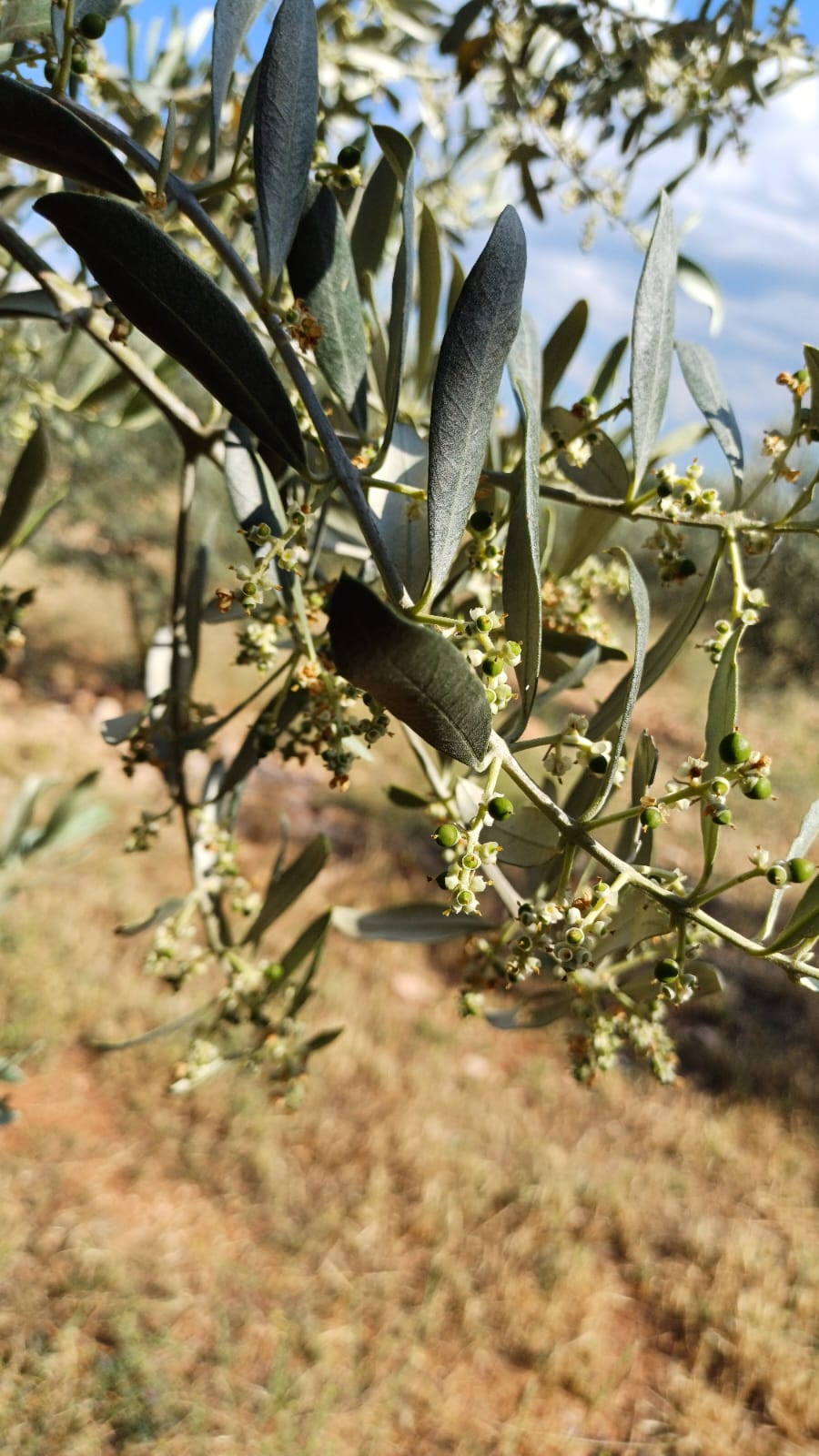 Sar'oliv albüm fotoğrafı 2