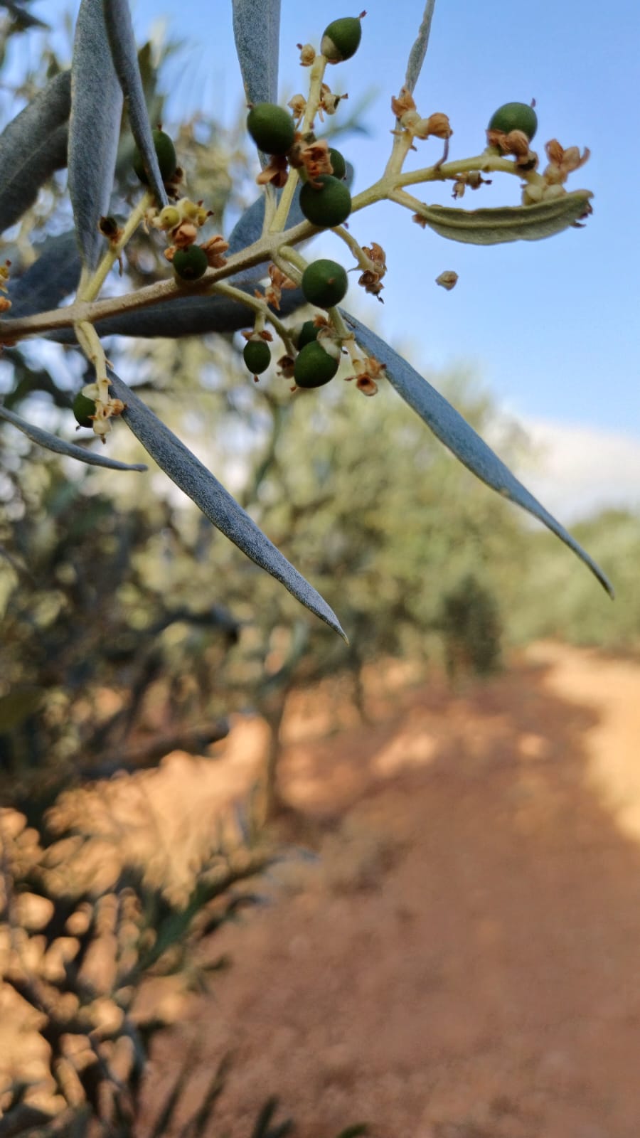 Sar'oliv albüm fotoğrafı 4