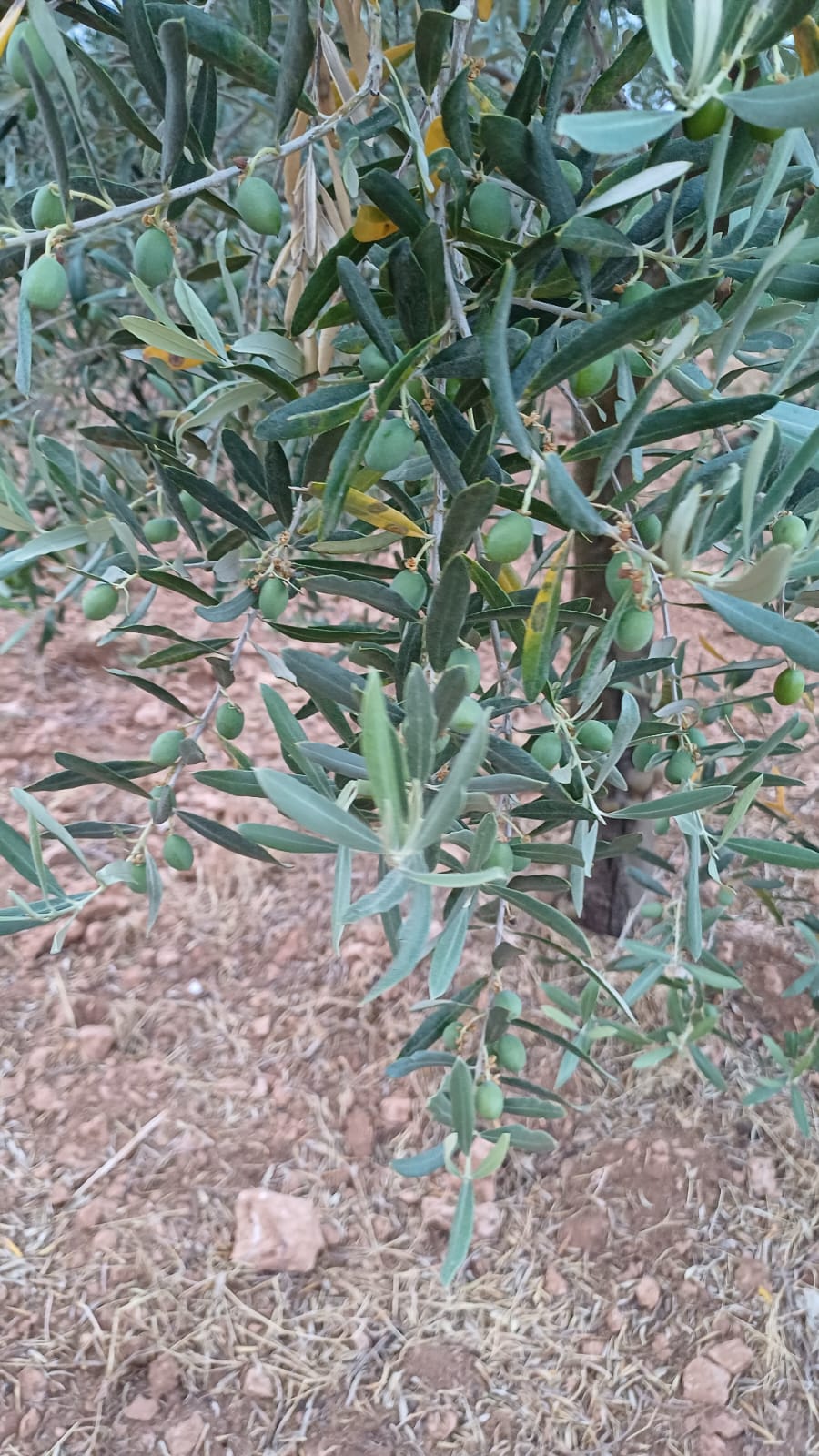 Sar'oliv albüm fotoğrafı 5