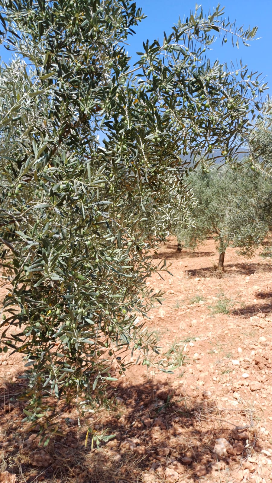 Sar'oliv albüm fotoğrafı 6