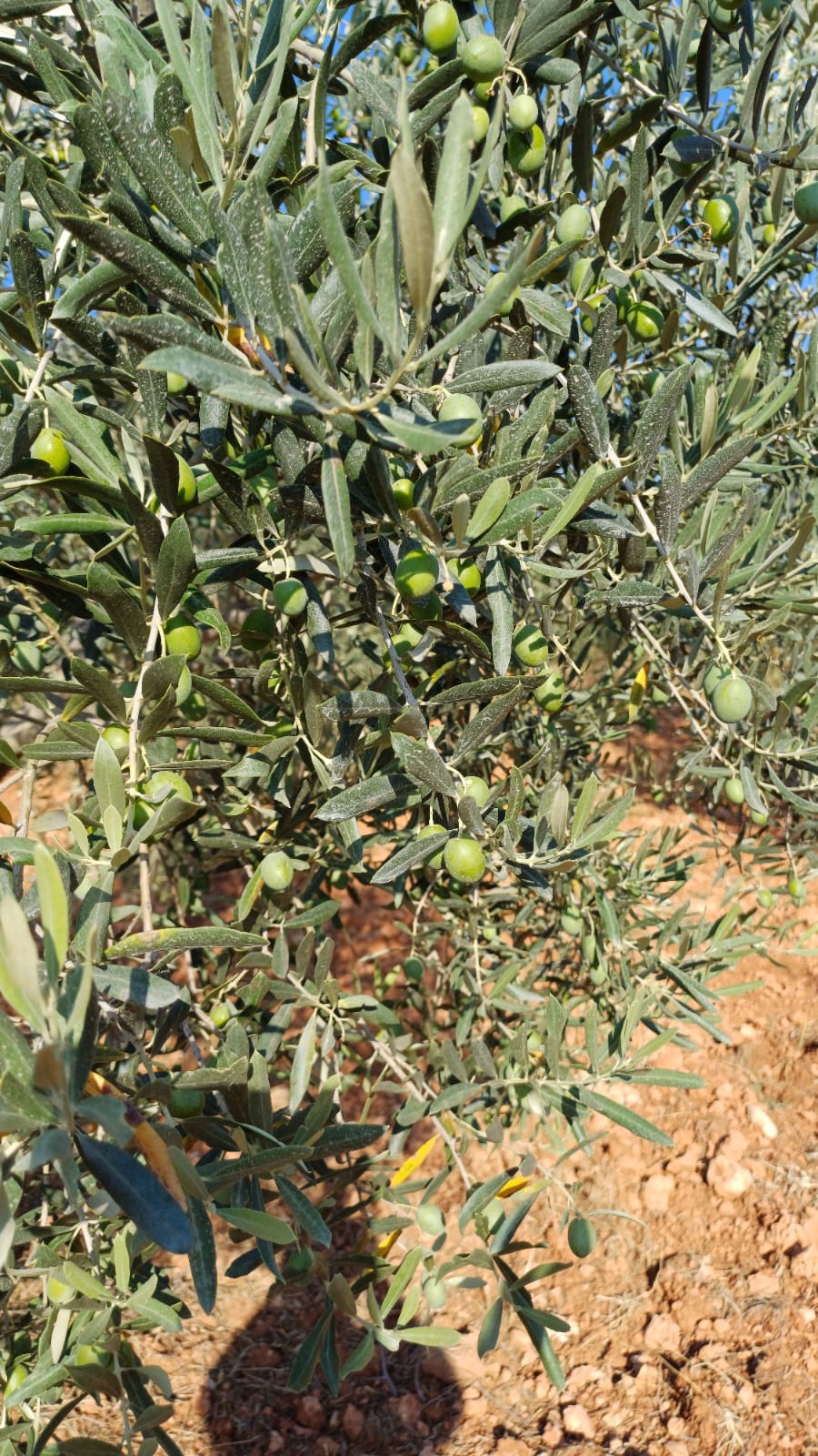 Sar'oliv albüm fotoğrafı 7