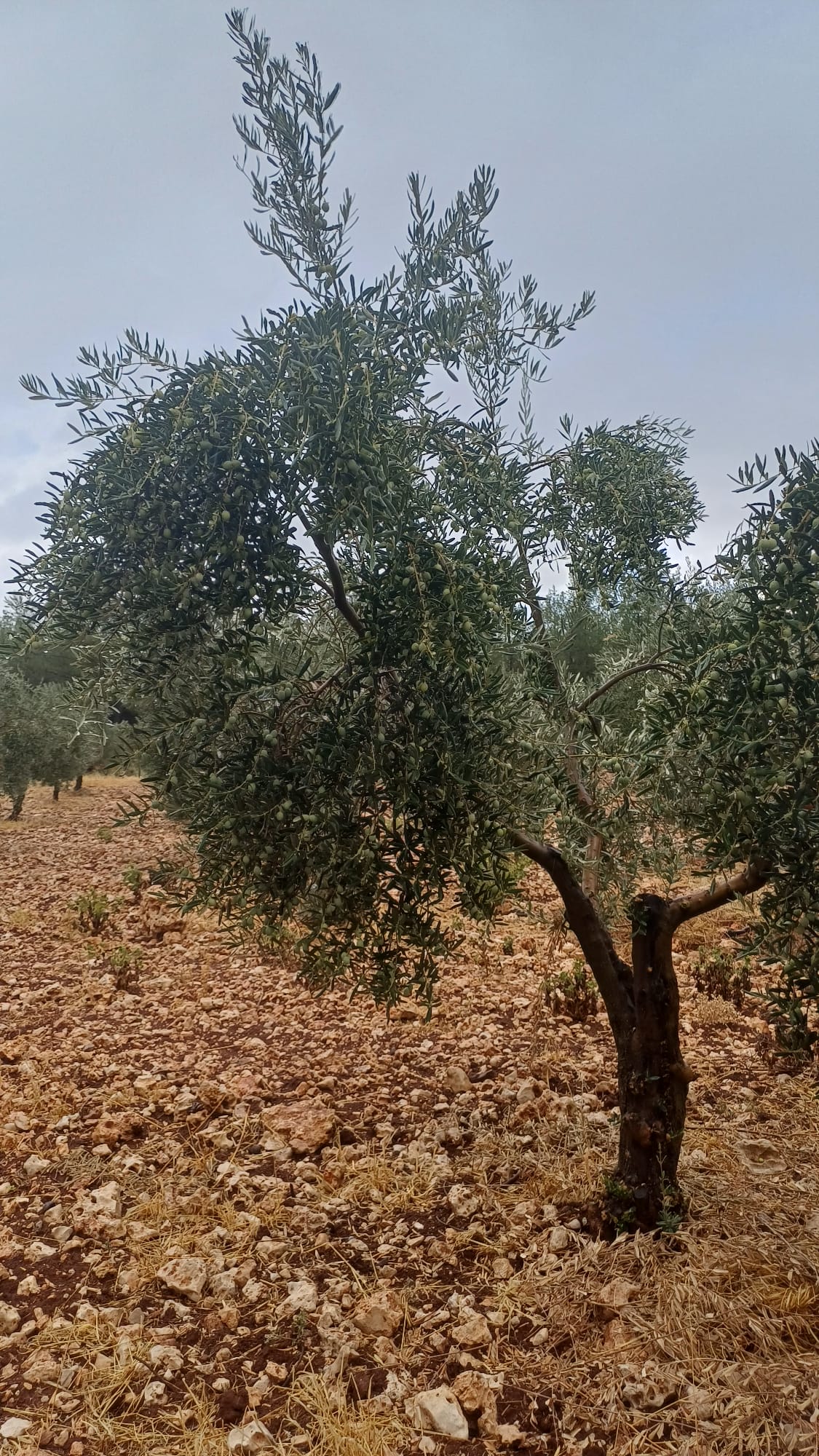 Sar'oliv albüm fotoğrafı 9